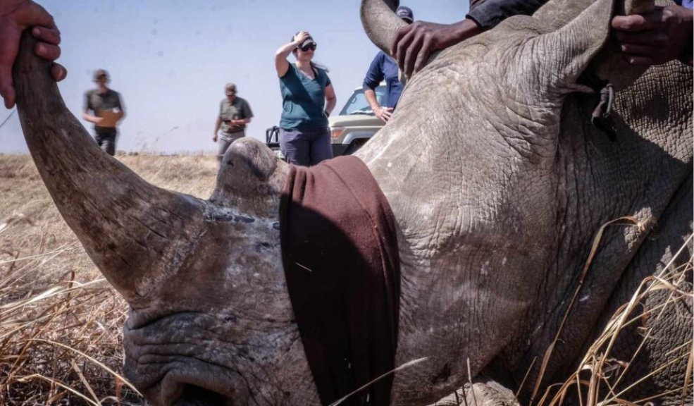 Tres rinocerontes mueren al día por caza furtiva en África 1 Tres rinocerontes mueren al día por caza furtiva en África Las poblaciones de rinocerontes han aumentado en los últimos años en, aunque tres ejemplares mueren de media al día abatidos por cazadores furtivos, según WWF que señala que solo en Sudáfrica los furtivos mataron 451 ejemplares en 2021, 57 más que el año anterior, según datos del Departamento de Bosques, Pesca y Medio Ambiente de Sudáfrica.