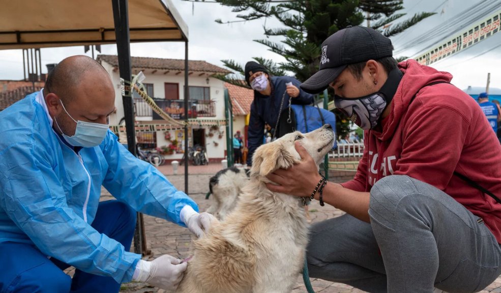 Pilas con su peludito: Esto es lo que debe saber sobre la rabia Este 28 de septiembre se celebra el Día Mundial Contra la Rabia, es por eso que debe tener en cuenta algunos consejos para identificarla y sobre todo, cómo prevenir esta enfermedad en sus peluditos.