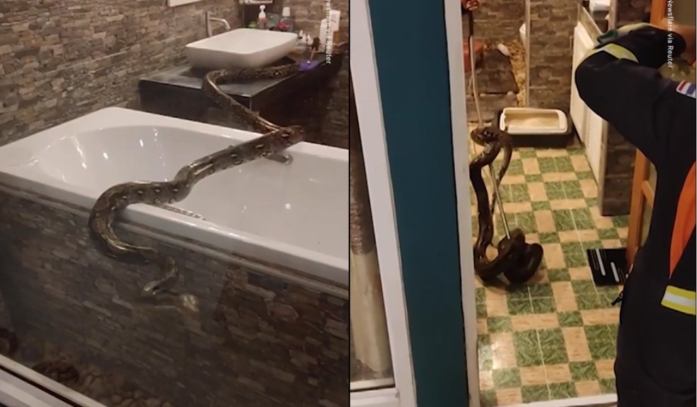 ¡Qué miedo! Mujer grabó a serpiente que salió por el inodoro Una mujer se encontró con una enorme serpiente que había salido del inodoro, el hecho ocurrió en Bangkok, Tailandia.