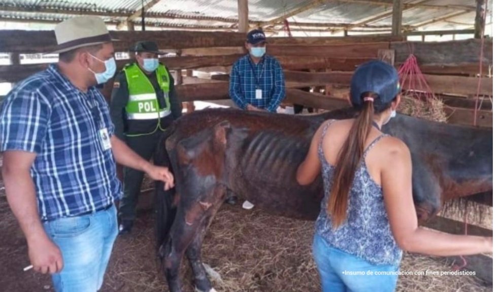 Fiscalía judicializó a personas que dejaron en abandono caballos a su cargo Dos hombres, en casos aislados, fueron imputados con los delitos de maltrato animal por someter a caballos, que se encontraban a su cargo, a condiciones deplorables como deterioro nutricional.