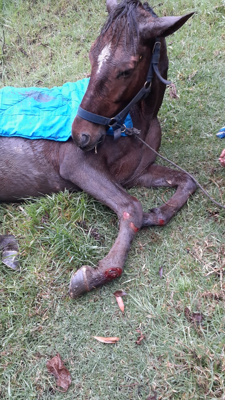 Rescatan a caballo que cayó dentro de una alcantarilla en Monserrate 2 Rescatan a caballo que cayó dentro de una alcantarilla en Monserrate En la localidad de Santa Fe, sobre la Avenida Circunvalar sentido norte-sur, en la parte baja de Monserrate, la Policía de Carabineros fue abordada por un campesino que angustiado les indicó que su caballo había caído dentro de una alcantarilla y necesitaba ayuda para sacarlo.