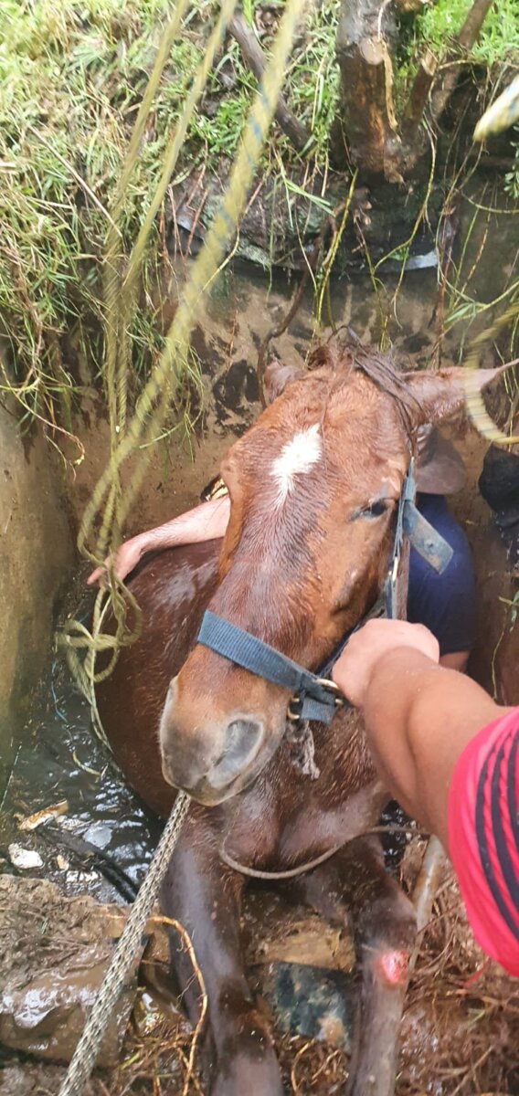 Rescatan a caballo que cayó dentro de una alcantarilla en Monserrate 4 Rescatan a caballo que cayó dentro de una alcantarilla en Monserrate En la localidad de Santa Fe, sobre la Avenida Circunvalar sentido norte-sur, en la parte baja de Monserrate, la Policía de Carabineros fue abordada por un campesino que angustiado les indicó que su caballo había caído dentro de una alcantarilla y necesitaba ayuda para sacarlo.