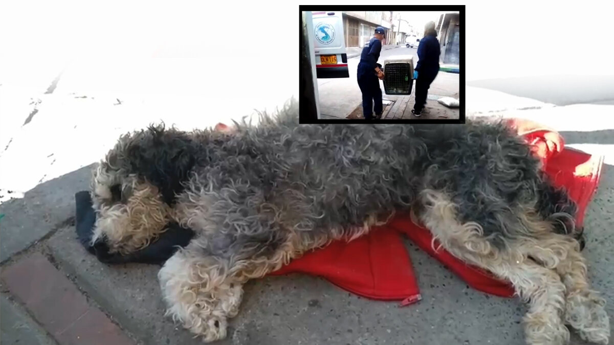 Judicializan a mujer que abandonó a su perro enfermo en Kennedy La Fiscalía, a través de su Grupo Especial para la Lucha contra el Maltrato Animal (Gelma), logró la judicialización de una mujer que habría abandonado a su perro en grave estado de salud en la localidad de Kennedy.