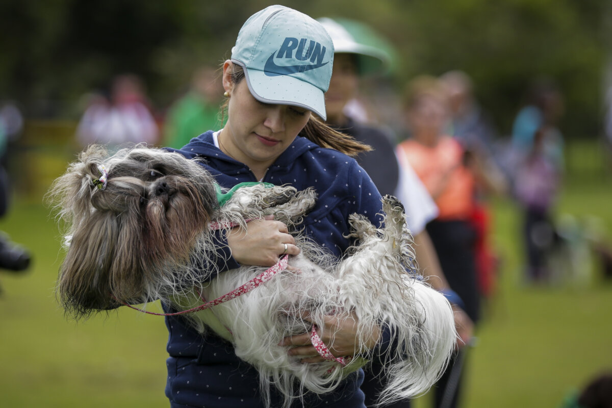 Ojo a los cuidados de la esterilización de su mascota Q’HUBO y la veterinaria Liliana Ferro le cuenta algunos puntos importantes que debe tener en cuenta antes, durante y después de someter a su perro o gato a la castración y por que es tan fundamental ayudarlos durante este procedimiento.