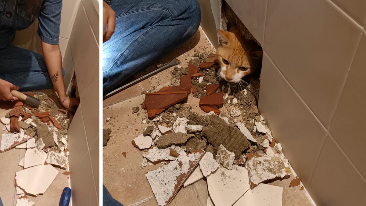 En video: arreglaron el baño, taparon el muro y el gato se les quedó adentro Las personas que tienen gatos pueden dar fe de lo traviesos y curiosos que pueden llegar a ser estos mininos. Y es que basta un descuido para que ellos hagan travesuras. Recientemente, se conoció y sorprendió la historia de una joven con su gato, al que rescató de un agujero en el baño.