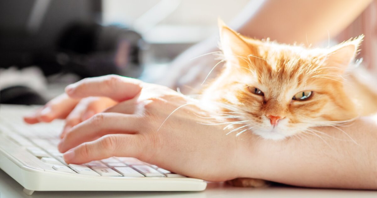Servicios para mascotas ahora desde casa 1 Servicios para mascotas ahora desde casa Dicho esto, seis emprendedores, liderados por el reconocido especialista en adiestramiento para mascotas, Mark Lee, desarrollaron: We Pet, una plataforma de servicios para perros y gatos, que tiene el objetivo que los dueños de las mascotas puedan adquirir lo que necesitan sus “mejores amigos” desde la comodidad de su casa.