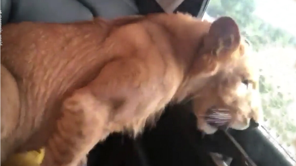 VIDEO: Hombre pasea un león africano en su camioneta como si fuera una mascota 7 VIDEO: Hombre pasea un león africano en su camioneta como si fuera una mascota En redes sociales se ha viralizado un video donde se ve a un león en la parte trasera de una camioneta mirando por la ventana, mientras que el conductor lo graba y escucha narcocorrido.