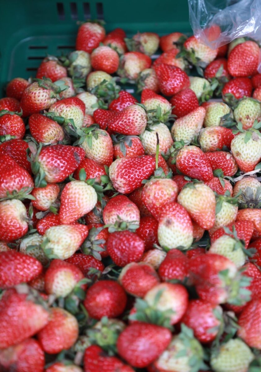 No se pierda hoy y mañana el mercado campesino en el Jardín Botánico Con el fin de apoyar los mercados campesinos, se realiza en el Jardín Botánico este sábado y domingo un evento en la plazoleta principal de este lugar la versión 15 de 'Mercados campesinos agroecológicos', en coordinación con la Secretaría Distrital de Desarrollo Económico.