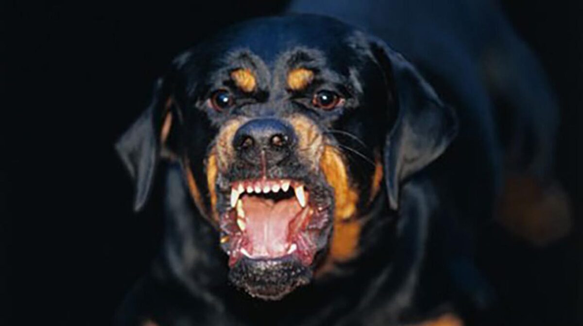 Perro "fuera de control" mandó a cinco personas al hospital 3 Perro "fuera de control" mandó a cinco personas al hospital Un perro agresivo de raza rottweiler, estaba en un parque solo y sin correa, por lo que varios ciudadanos trataron a de ayudarlo, pero este reaccionó de mala manera y los atacó.