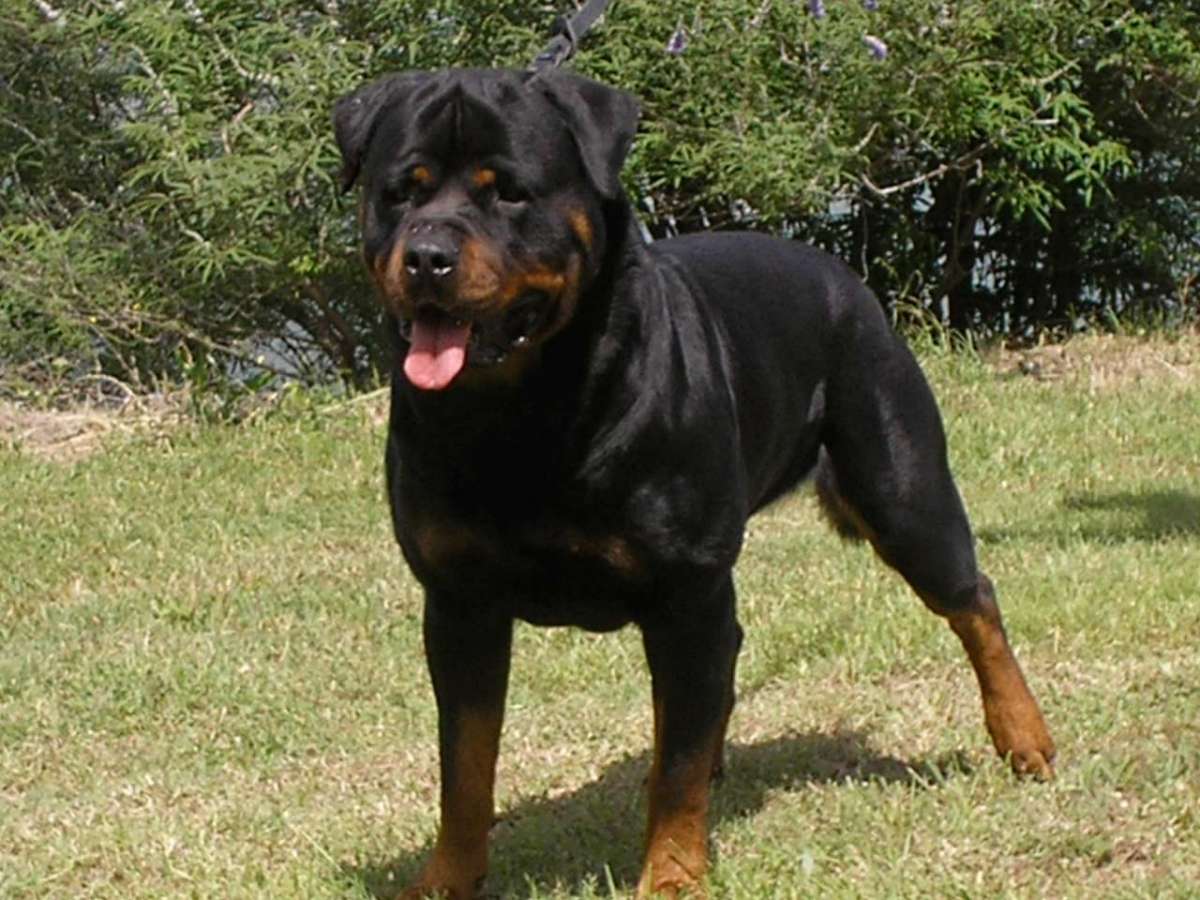 Perro "fuera de control" mandó a cinco personas al hospital 1 Perro "fuera de control" mandó a cinco personas al hospital Un perro agresivo de raza rottweiler, estaba en un parque solo y sin correa, por lo que varios ciudadanos trataron a de ayudarlo, pero este reaccionó de mala manera y los atacó.