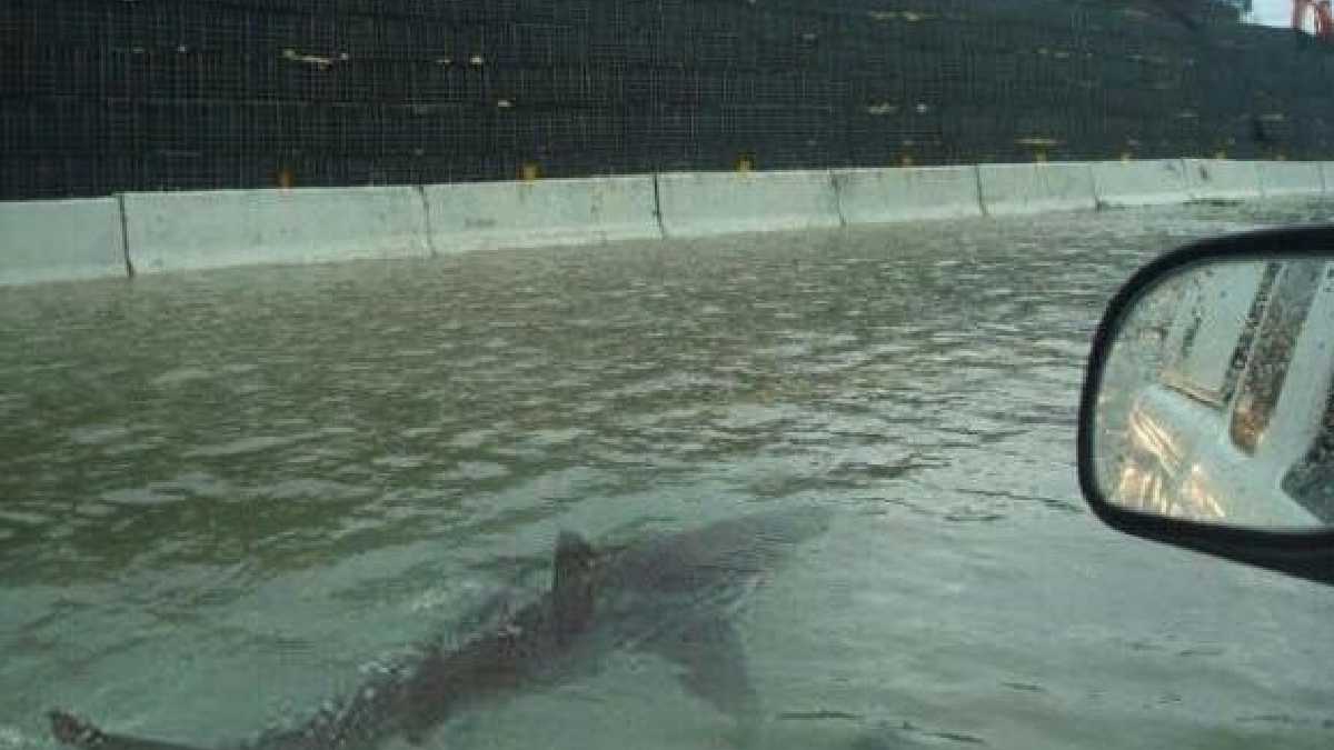 VIDEO: Graban a tiburón nadando en una calle de La Florida tras huracán 6 VIDEO: Graban a tiburón nadando en una calle de La Florida tras huracán En una de ellas, se ve cómo un tiburón nada en medio de las calles inundadas del barrio de Fort Myers, ante el susto y la zozobra de los habitantes de ese sector: