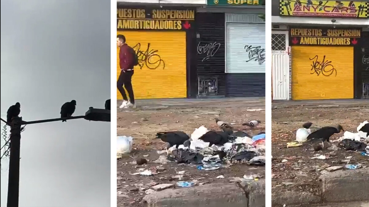 Chulos se adueñaron de un barrio en Suba Los chulos son unos animales que se caracterizan por ser carroñeros y tienden a estar en lugares donde habita la contaminación y la basura, pues se alimentan de esta. Su presencia no solo asusta a algunas personas, sino también les da asco.