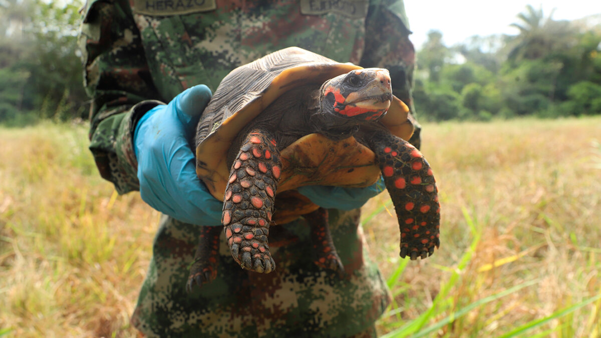 ¡Muy preocupante! Aumenta tráfico de animales exóticos Hay preocupación por el aumento de tráfico de animales exóticos, según la Corporación Autónoma Regional del Quindío, en lo que va del año se han incautado cerca de 3.000 ejemplares.