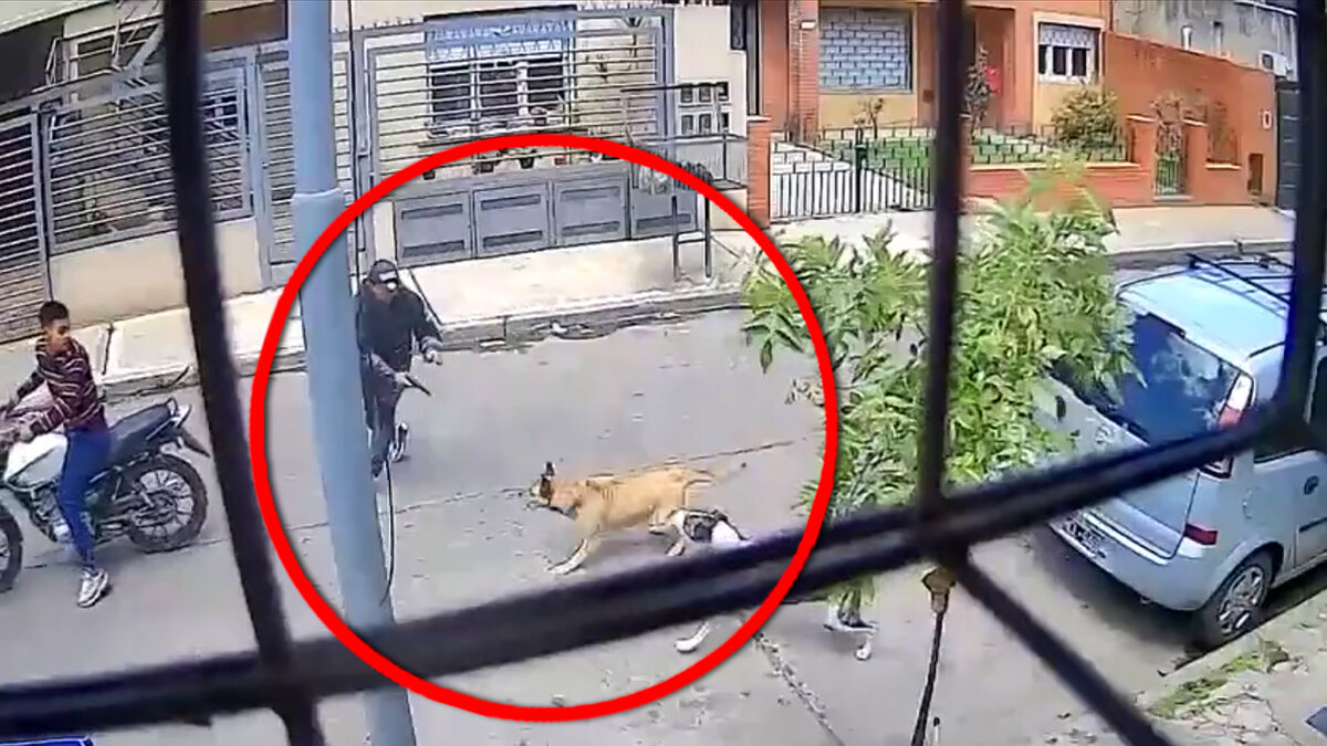 Perritas callejeras frustraron atraco: asustaron a los motoladrones 4 Perritas callejeras frustraron atraco: asustaron a los motoladrones A punta de ladridos, dos perritas sacaron corriendo a pillos que intentaban atracar una vivienda. Los hechos quedaron registrados en las cámaras de seguridad de la zona.