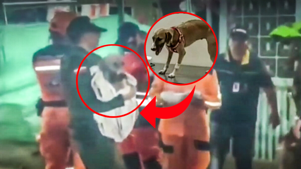 Perrita que sobrevivió a la explosión de Barrancabermeja, busca hogar Valiente, la perrita que sobrevivió a la impresionante explosión de 14 cilindros de gas en Barrancabermeja, busca hogar. Por ahora Valiente se encuentra en recuperación.