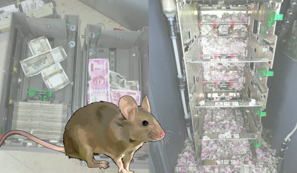 ¡De no creer! Ratón se comió más de $80 millones en cajero automático 3 ¡De no creer! Ratón se comió más de $80 millones en cajero automático Durante la revisión se encontró decenas de billetes destruidos y un ratón muerto. Al parecer, el roedor entró por un hueco por el que pasaba el cableado de la máquina.