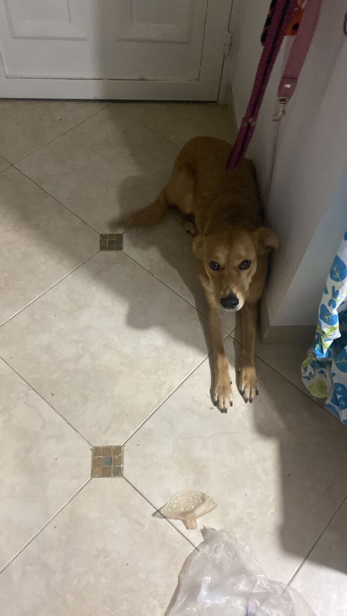 Servicio social: familia busca a su perrita en el sur de Bogotá Familia busca a su peludita, quien se extravío el pasado martes sobre las 9 de la noche en el conjunto Molinos del Milenio, en el barrio Molinos, localidad de Rafael Uribe Uribe.