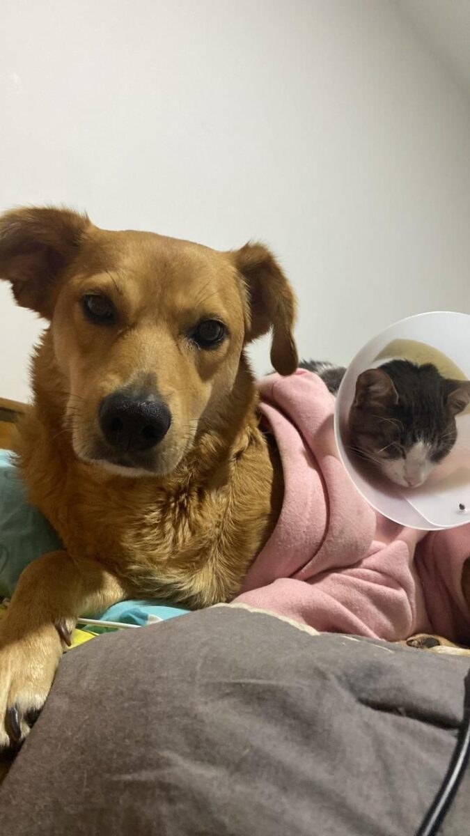 Servicio social: familia busca a su perrita en el sur de Bogotá Familia busca a su peludita, quien se extravío el pasado martes sobre las 9 de la noche en el conjunto Molinos del Milenio, en el barrio Molinos, localidad de Rafael Uribe Uribe.