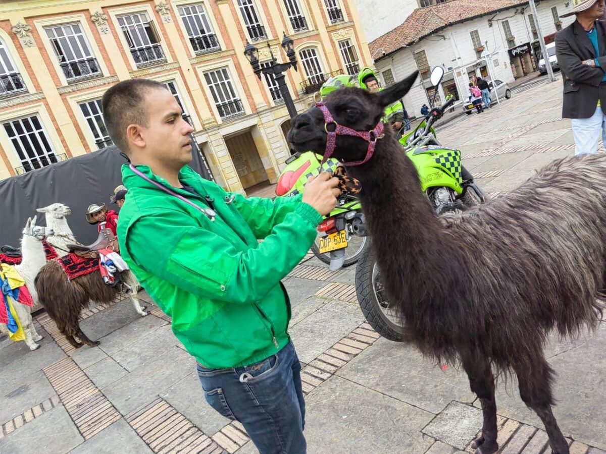 ¡Se les cayó el negocio! Distrito rescató las llamas que usaban para fotos en Bogotá ¿Se acuerdan de las llamas en la Plaza de Bolívar que utilizaban para fotos?, pues el Escuadrón Anticrueldad del Instituto Distrital de Protección y Bienestar Animal (Idpyba) las rescató.