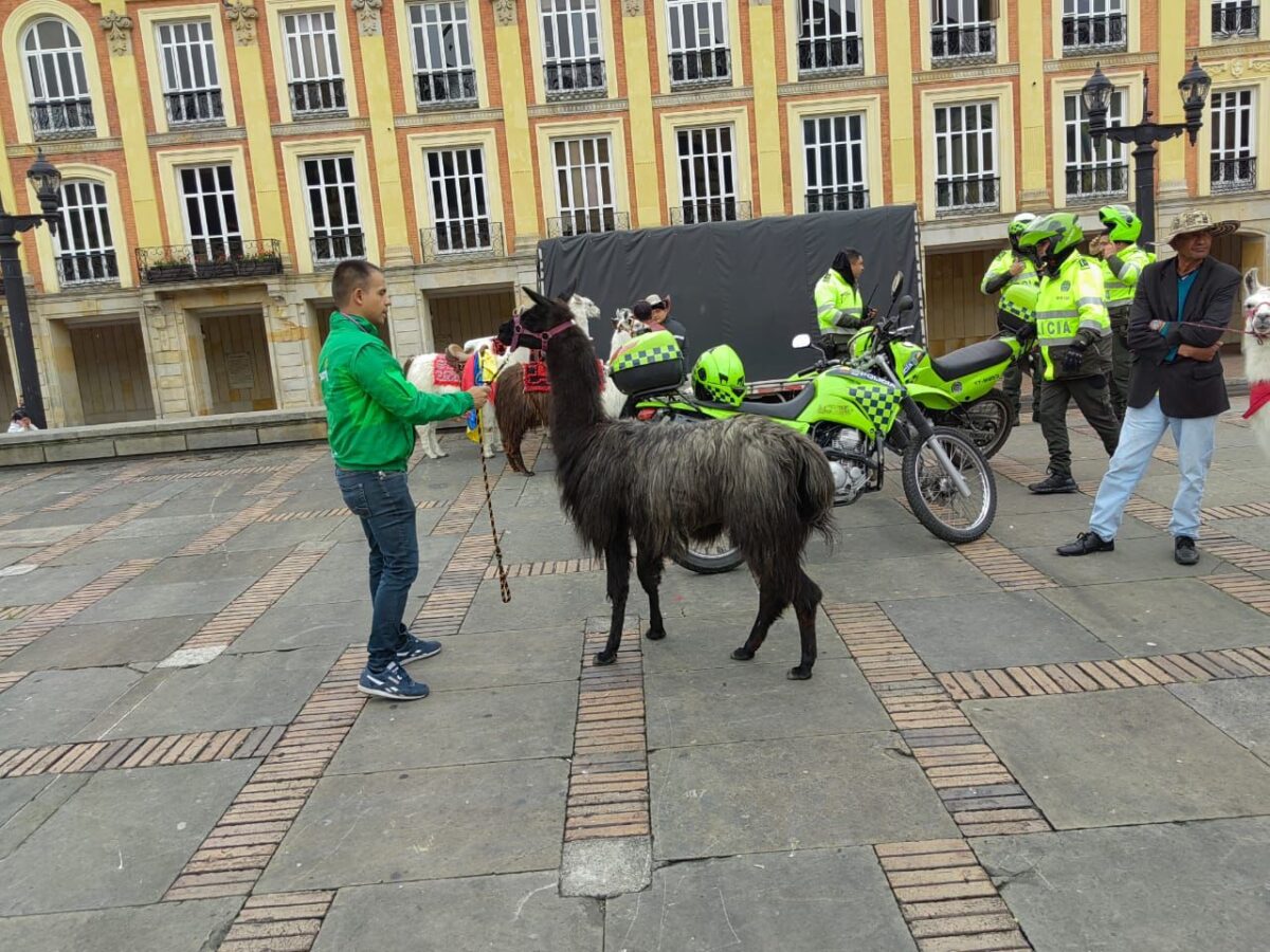 ¡Se les cayó el negocio! Distrito rescató las llamas que usaban para fotos en Bogotá ¿Se acuerdan de las llamas en la Plaza de Bolívar que utilizaban para fotos?, pues el Escuadrón Anticrueldad del Instituto Distrital de Protección y Bienestar Animal (Idpyba) las rescató.