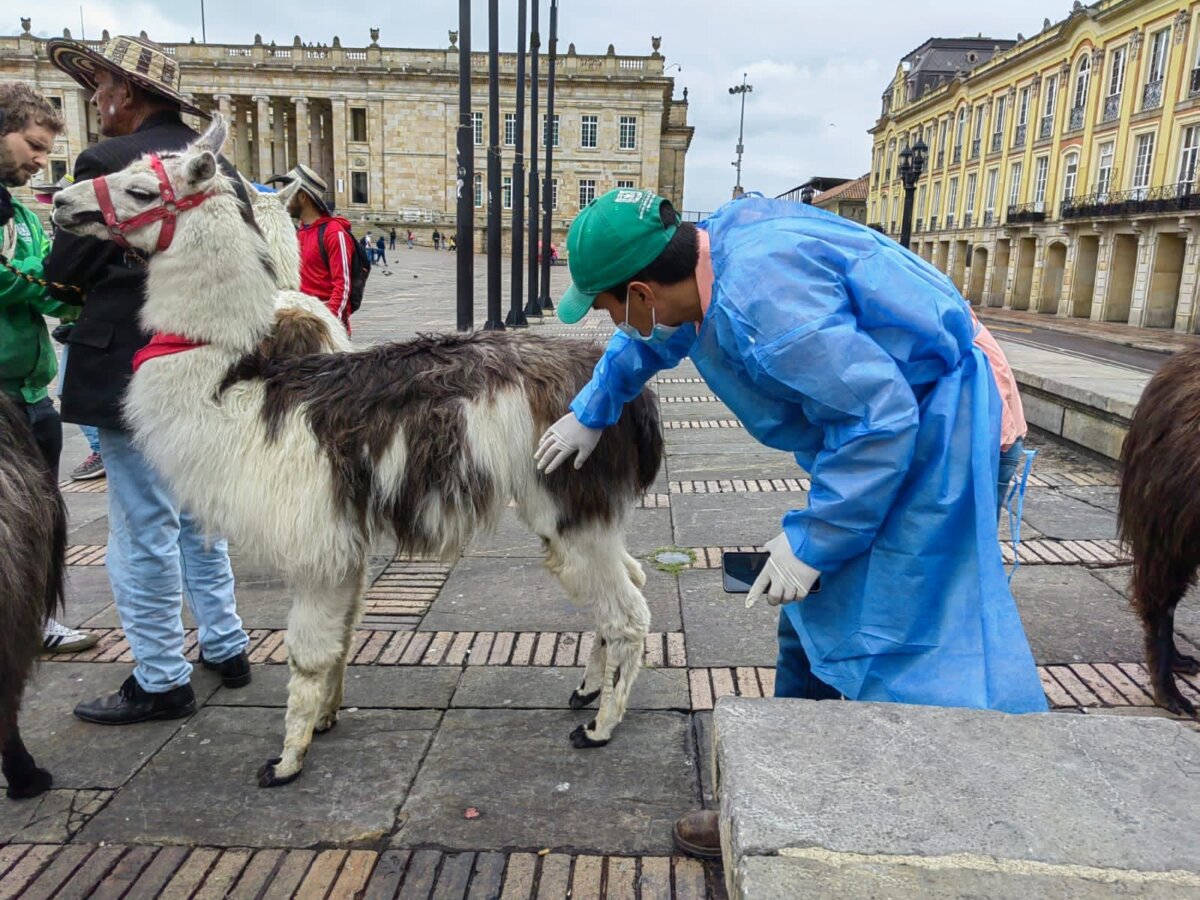¡Se les cayó el negocio! Distrito rescató las llamas que usaban para fotos en Bogotá ¿Se acuerdan de las llamas en la Plaza de Bolívar que utilizaban para fotos?, pues el Escuadrón Anticrueldad del Instituto Distrital de Protección y Bienestar Animal (Idpyba) las rescató.