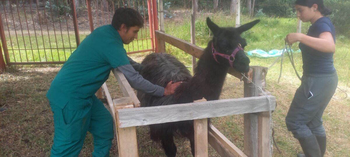 ¡Se les cayó el negocio! Distrito rescató las llamas que usaban para fotos en Bogotá ¿Se acuerdan de las llamas en la Plaza de Bolívar que utilizaban para fotos?, pues el Escuadrón Anticrueldad del Instituto Distrital de Protección y Bienestar Animal (Idpyba) las rescató.