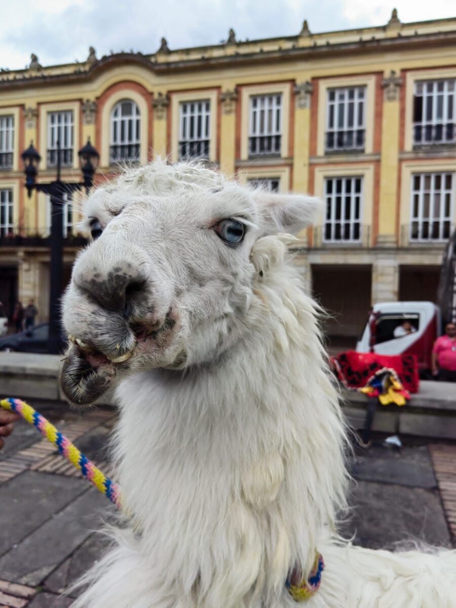 ¡Se les cayó el negocio! Distrito rescató las llamas que usaban para fotos en Bogotá ¿Se acuerdan de las llamas en la Plaza de Bolívar que utilizaban para fotos?, pues el Escuadrón Anticrueldad del Instituto Distrital de Protección y Bienestar Animal (Idpyba) las rescató.