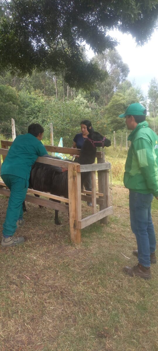 ¡Se les cayó el negocio! Distrito rescató las llamas que usaban para fotos en Bogotá ¿Se acuerdan de las llamas en la Plaza de Bolívar que utilizaban para fotos?, pues el Escuadrón Anticrueldad del Instituto Distrital de Protección y Bienestar Animal (Idpyba) las rescató.