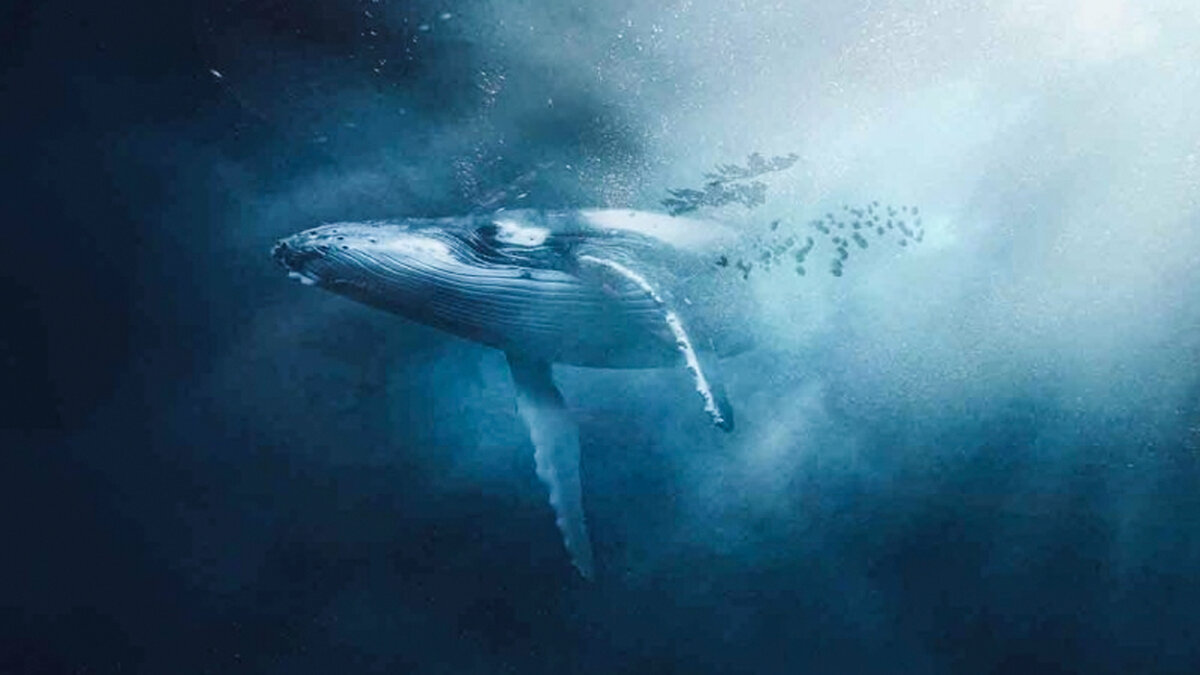 La triste historia de la ballena que nada sola y no tiene amigos porque su canto es diferente Whalien 52, es una ballena&nbsp;que los científicos han clasificado como la más solitaria del mundo, encontrada en 1992 y vigilada desde entonces.