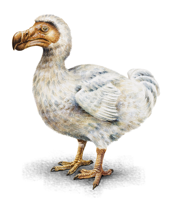 Les devolverían la vida a animales extintos 2 Les devolverían la vida a animales extintos Animales extintos como el dodo y el tigre de Tasmania (foto), entre otros, serían algunas de las especies que se pretenden revivir; incluso el proyecto va más lejos, pues quieren experimentar con un mamut lanudo, por lo que más de uno en redes sociales comentó, y tras conocerse el anuncio, que el experimento sería similar a la trama de la última entrega de Jurassic Park, donde les devolvieron la vida a varios dinosaurios, pero allí todo se salió de control.