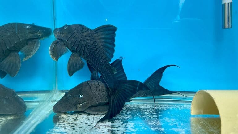 Traficantes iban a enviar más de 20 peces desde El Dorado a Vietnam 1 Traficantes iban a enviar más de 20 peces desde El Dorado a Vietnam Recientemente la Secretaría de Ambiente, logró recuperar a 26 peces de la especie 'Panaque cochliodono sp, más conocida como Cuchas Ojíazules, las cuales iban a ser enviadas como encomienda desde el aeropuerto El Dorado hasta Vietnam, Asia.