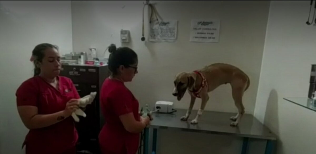 Perrita que sobrevivió a la explosión de Barrancabermeja, busca hogar 1 Perrita que sobrevivió a la explosión de Barrancabermeja, busca hogar Valiente, la perrita que sobrevivió a la impresionante explosión de 14 cilindros de gas en Barrancabermeja, busca hogar. Por ahora Valiente se encuentra en recuperación.