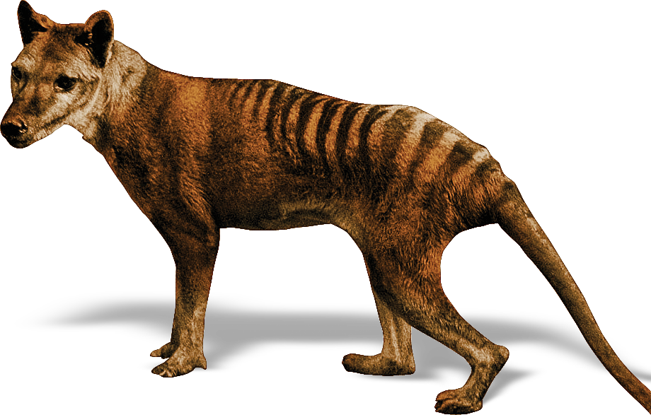 Les devolverían la vida a animales extintos 1 Les devolverían la vida a animales extintos Animales extintos como el dodo y el tigre de Tasmania (foto), entre otros, serían algunas de las especies que se pretenden revivir; incluso el proyecto va más lejos, pues quieren experimentar con un mamut lanudo, por lo que más de uno en redes sociales comentó, y tras conocerse el anuncio, que el experimento sería similar a la trama de la última entrega de Jurassic Park, donde les devolvieron la vida a varios dinosaurios, pero allí todo se salió de control.