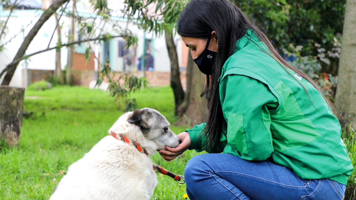 ¿Se encontró un perrito en la calle? así lo puede ayudar Tenga en cuenta que los perritos o incluso gatos perdidos están desorientados, intentan desesperadamente buscar refugio o regresar a casa, así que puede intentar acercarse, y si es dócil, acariciarlo para calmarlo.