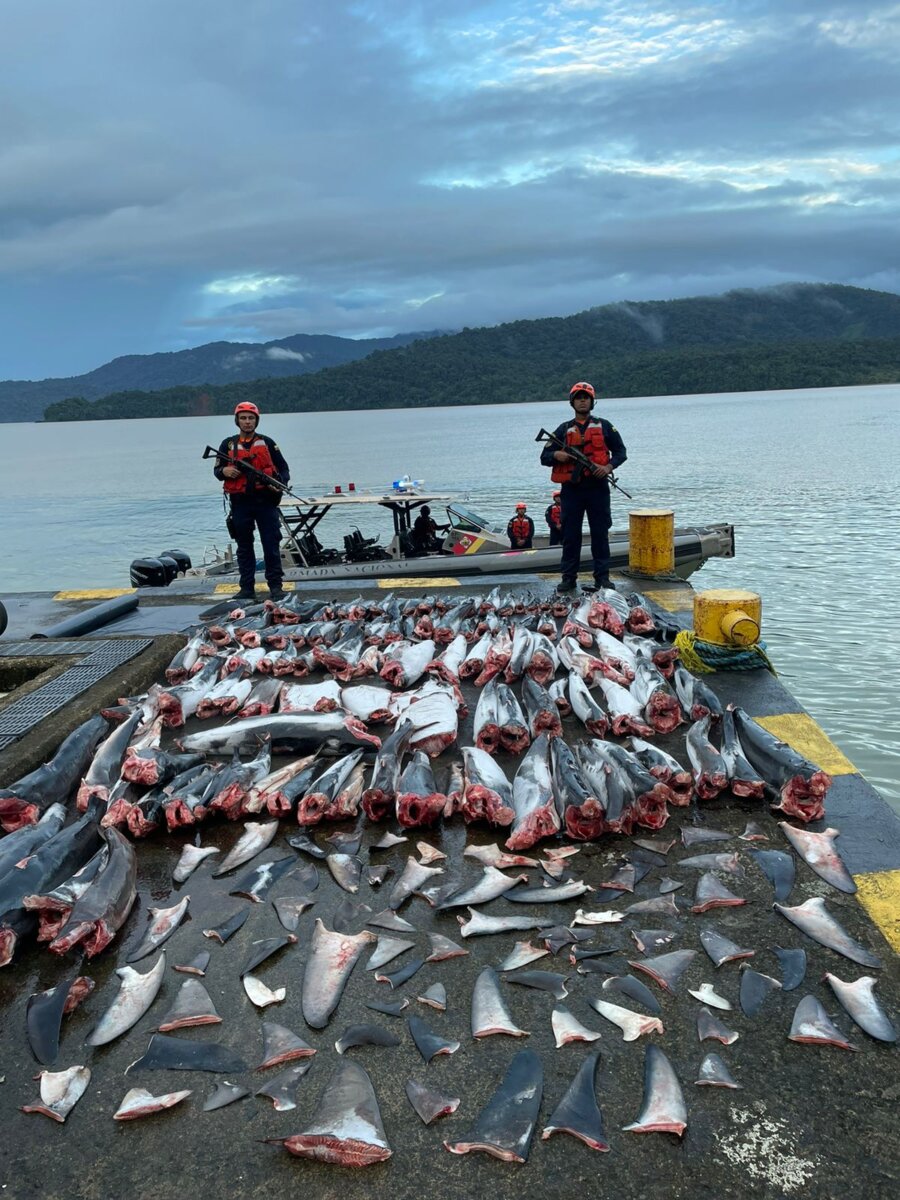 ¡Atroz! Hallan 114 tiburones mutilados en el Pacífico colombiano 1 ¡Atroz! Hallan 114 tiburones mutilados en el Pacífico colombiano Luego de un operativo de inspección en aguas del Pacífico colombiano, la Armada Nacional y Guardacostas hallaron una embarcación con más de 110 tiburones que fueron cazados y dejados en cuartos fríos de la motonave. Lea: Video: ¡Cruel! Macheteó a un perro porque lo mordió: fue capturado
