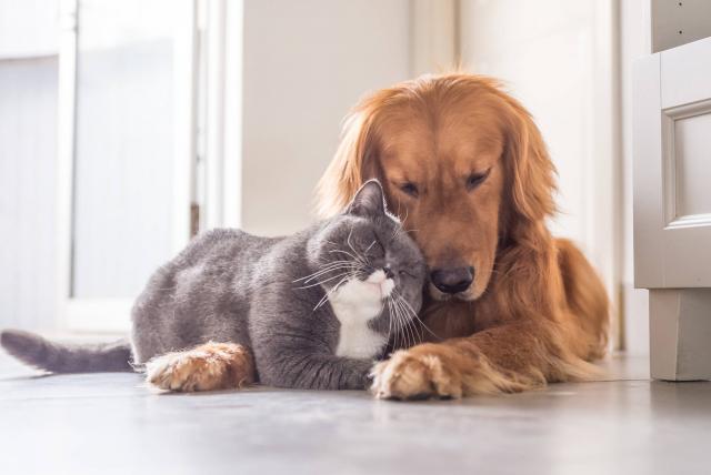 Jéssica apoya a los amigos peludos 1 Jéssica apoya a los amigos peludos “Mi amor por los animales nació cuando era muy niña. Yo recuerdo que como a los 7 años escribí una carta al Niño Dios pidiendo un perrito, y en esa Navidad me llegó uno, pero de peluche. Al año siguiente pedí un perrito que ladrara y se moviera, y me dieron otro perrito de juguete; y cuando tenía 9 años fui más específica y pedí uno que ladrara, que corriera e hiciera hasta popó”, con esta anécdota Jéssica Barrios recuerda hasta qué punto amaba las mascotas.