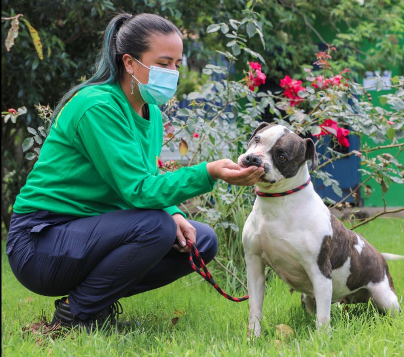 Dele una oportunidad a un peludo en adopción 1 Dele una oportunidad a un peludo en adopción Adoptar una mascota se ha vuelto cada vez más frecuente y cada vez menos personas pagan por un animal. De hecho, la Alcaldía Mayor, desde el Instituto Distrital de Bienestar y Protección Animal (Idpyba), realiza jornadas de adopción gratuitas para que aproveche y se enamore de un peludito.