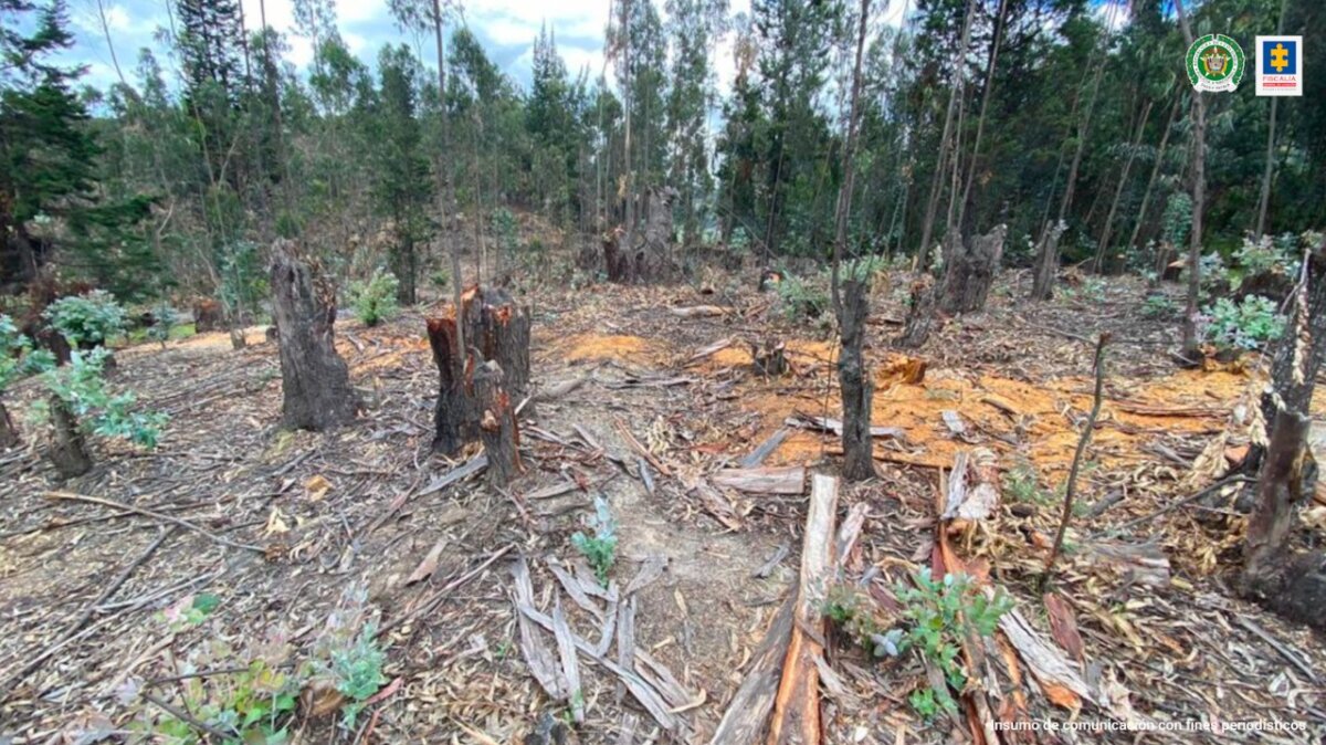 Cayó red delictiva señalada de arrasar con bosques en Cundinamarca y Boyacá Esta red, al parecer, compraba o se apropiaba de manera irregular de bosques, talaba los árboles indiscriminadamente, para trasladar la madera a distintos puntos de acopio, donde se coordinaba la venta y distribución.
