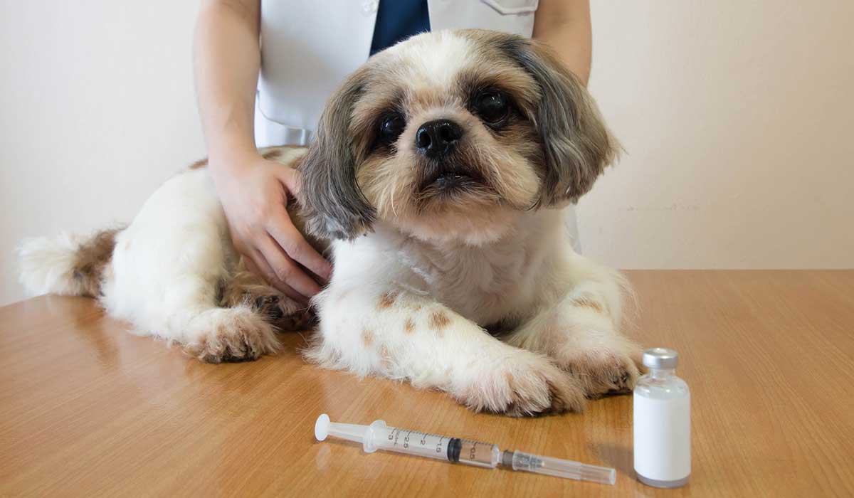 Gatos y perros también pueden sufrir de diabetes Gabriel García, gerente técnico de la Unidad de Animales de Compañía de MSD Salud Animal en Colombia, comentó que “factores como una mala alimentación, la disminución del ejercicio y el aumento de peso provocan un desequilibrio en los niveles de glucosa e insulina de nuestras mascotas, dando como resultado un mayor riesgo de que desarrollen diabetes mellitus”.&nbsp;