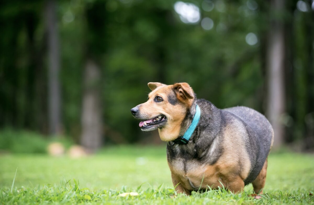 Gatos y perros también pueden sufrir de diabetes Gabriel García, gerente técnico de la Unidad de Animales de Compañía de MSD Salud Animal en Colombia, comentó que “factores como una mala alimentación, la disminución del ejercicio y el aumento de peso provocan un desequilibrio en los niveles de glucosa e insulina de nuestras mascotas, dando como resultado un mayor riesgo de que desarrollen diabetes mellitus”.&nbsp;
