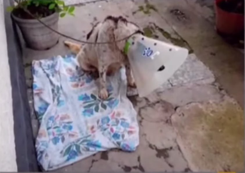 Infame quemó a un perro en Villeta porque le molestaba su presencia En las últimas horas se conoció la denuncia de habitantes del municipio de Villeta (Cundinamarca) sobre la infame agresión de un joven contra un perrito.