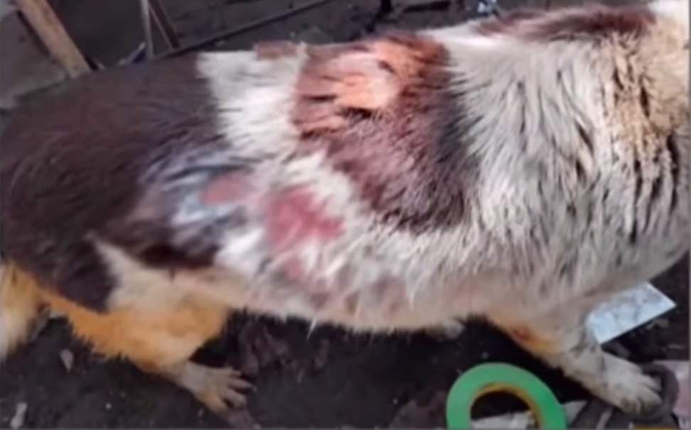 Infame quemó a un perro en Villeta porque le molestaba su presencia En las últimas horas se conoció la denuncia de habitantes del municipio de Villeta (Cundinamarca) sobre la infame agresión de un joven contra un perrito.