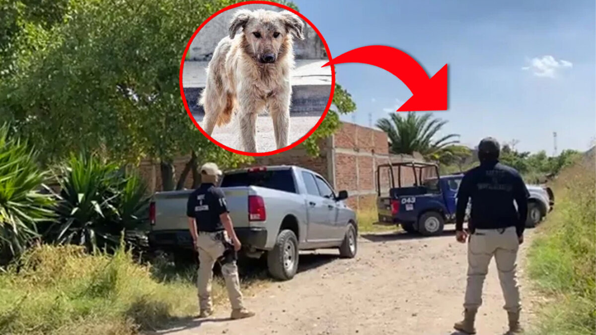 Macabro hallazgo: descubren fosa gracias a un perro con una pierna en el hocico 2 Macabro hallazgo: descubren fosa gracias a un perro con una pierna en el hocico Un macabro y tétrico caso de un perro que paseaba con una pierna en su hocico el fin de semana fue la señal clara para que autoridades dieran con una fosa ilegal en la que han encontrado cerca de 44 bolsas llenas de restos humanos.