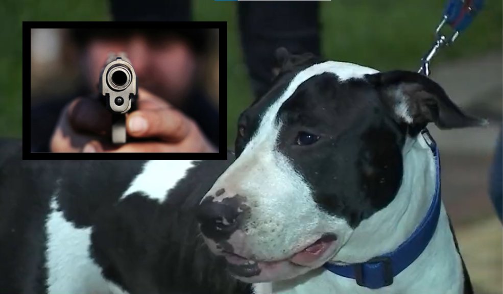 ¡Qué valiente! Perro evitó que atracaran a sus dueños en Fontibón 8 ¡Qué valiente! Perro evitó que atracaran a sus dueños en Fontibón La inseguridad en la capital, no da tregua, pues recientemente se conoció otro caso delincuencial, donde sujetos armados intentaron robar a dos jóvenes que paseaban a su perro, pero para sorpresa de los pillos, el valiente animal defendió a sus dueños. El hecho ocurrió en el barrio La Felicidad, localidad de Fontibón.