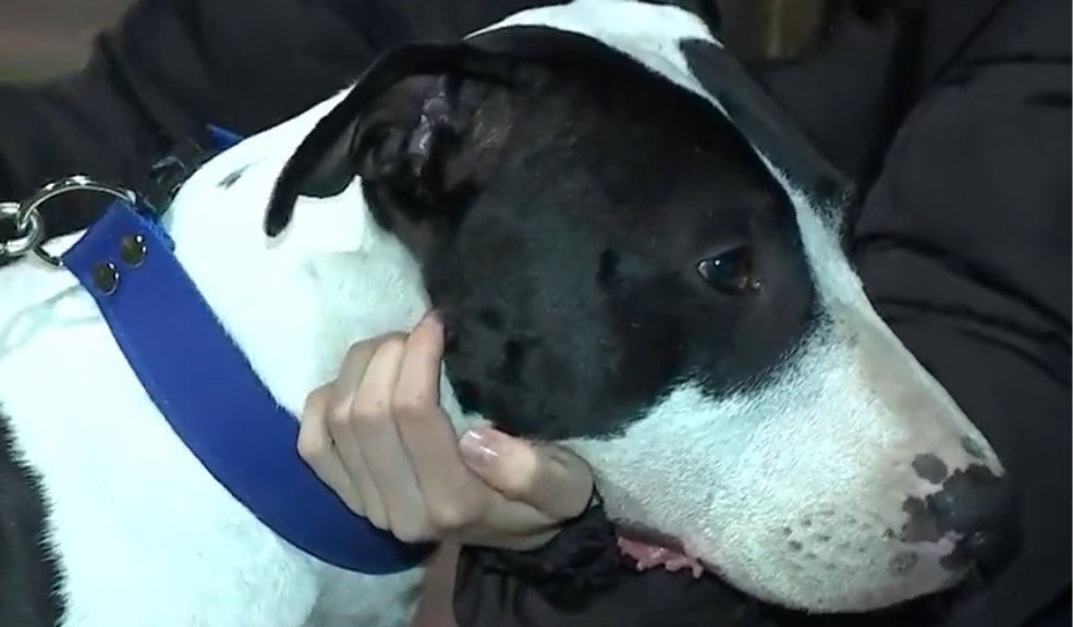 ¡Qué valiente! Perro evitó que atracaran a sus dueños en Fontibón 1 ¡Qué valiente! Perro evitó que atracaran a sus dueños en Fontibón La inseguridad en la capital, no da tregua, pues recientemente se conoció otro caso delincuencial, donde sujetos armados intentaron robar a dos jóvenes que paseaban a su perro, pero para sorpresa de los pillos, el valiente animal defendió a sus dueños. El hecho ocurrió en el barrio La Felicidad, localidad de Fontibón.