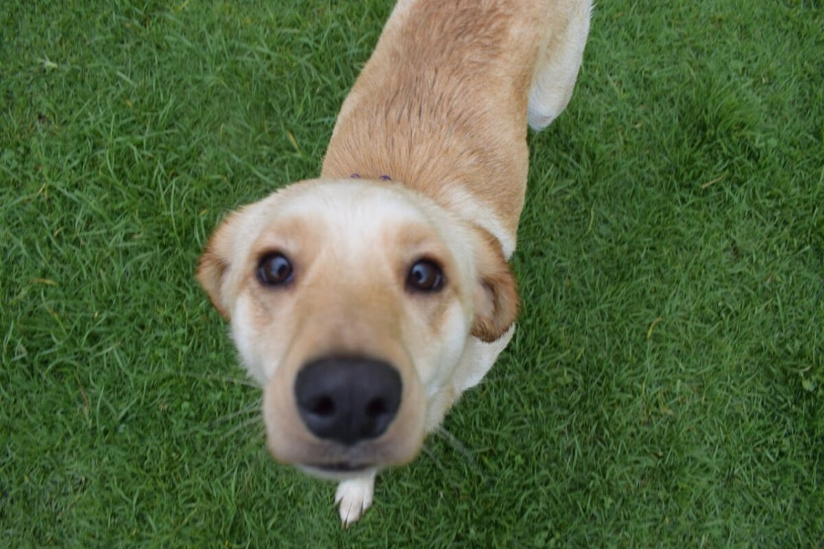Taxis Libres y Laika se unen a la gran jornada de adopción de peluditos Cientos de perros y gatos, buscan una familia para que les brinden todo el amor que necesitan, es por eso que Taxis Libres y Laika, unieron fuerzas para que estos peluditos sean rápidamente adoptados.