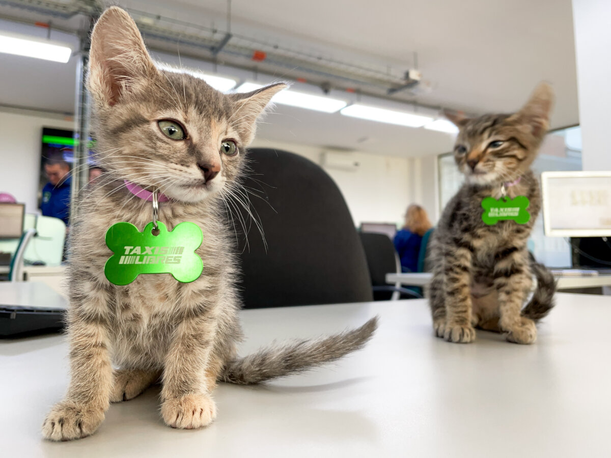Taxis Libres y Laika se unen a la gran jornada de adopción de peluditos Cientos de perros y gatos, buscan una familia para que les brinden todo el amor que necesitan, es por eso que Taxis Libres y Laika, unieron fuerzas para que estos peluditos sean rápidamente adoptados.