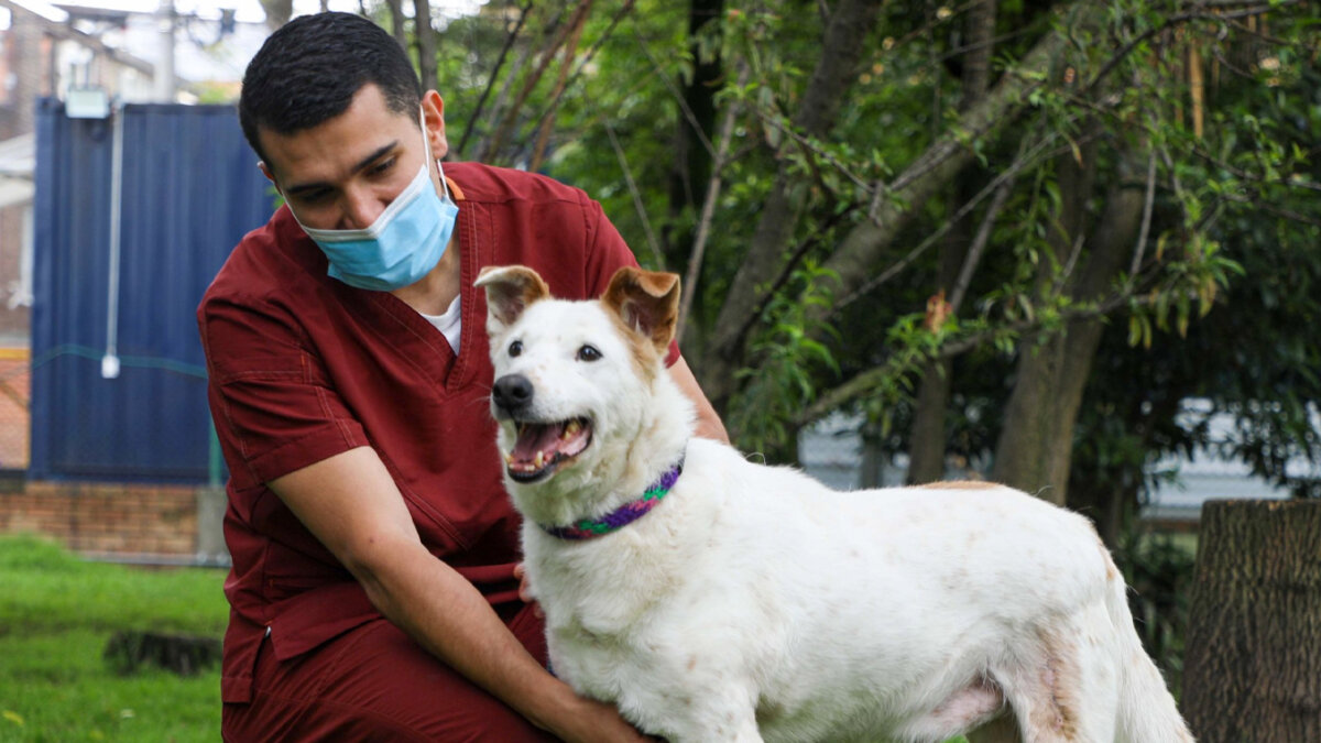 Dele una oportunidad a un peludo en adopción Adoptar una mascota se ha vuelto cada vez más frecuente y cada vez menos personas pagan por un animal. De hecho, la Alcaldía Mayor, desde el Instituto Distrital de Bienestar y Protección Animal (Idpyba), realiza jornadas de adopción gratuitas para que aproveche y se enamore de un peludito.