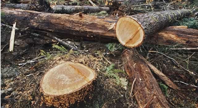 MinAmbiente lanzó la campaña 'Salvemos la selva' para frenar la deforestación 1 MinAmbiente lanzó la campaña 'Salvemos la selva' para frenar la deforestación La funcionaria agradeció a las comunidades de la Amazonía que se han sumado a los acuerdos de no deforestación en el marco de la Estrategia Nacional de Contención de la Deforestación. “Es hora de trabajar juntos y demostrarle al mundo que sí podemos salvar la selva y darles bienestar a los campesinos”, afirmó.