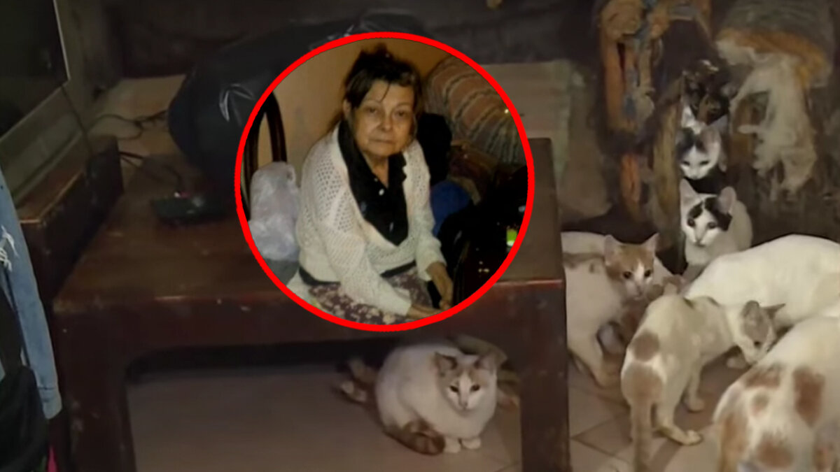 En Chapinero: 70 gatos necesitan de un hogar tras muerte de su dueña 1 En Chapinero: 70 gatos necesitan de un hogar tras muerte de su dueña En estos momentos, los vecinos del lugar, tienen el deseo de poderlos dar en adopción, pero primero quieren que los gatos aprendan a socializar, pues estos animalitos con la presencia de las personas se esconden.